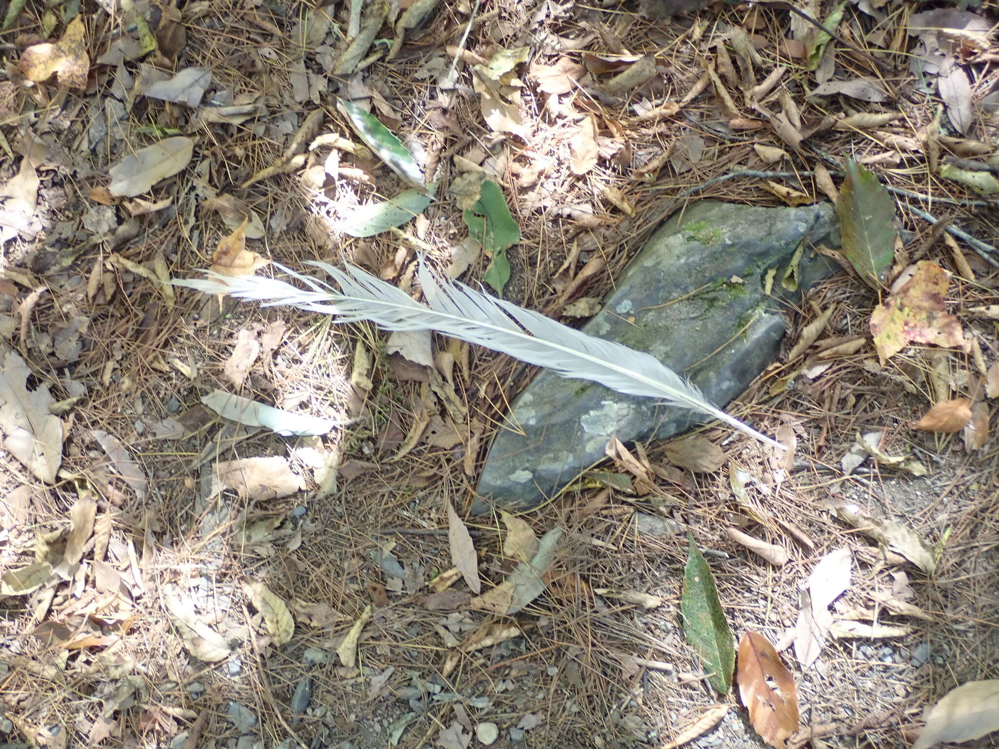 Image of Swinhoe's Pheasant