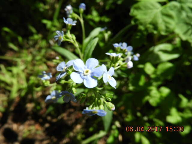 Image of manyflower stickseed