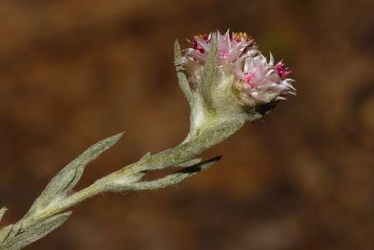 Image of Helichrysum candolleanum Buek