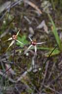 Image of Wimmera spider orchid