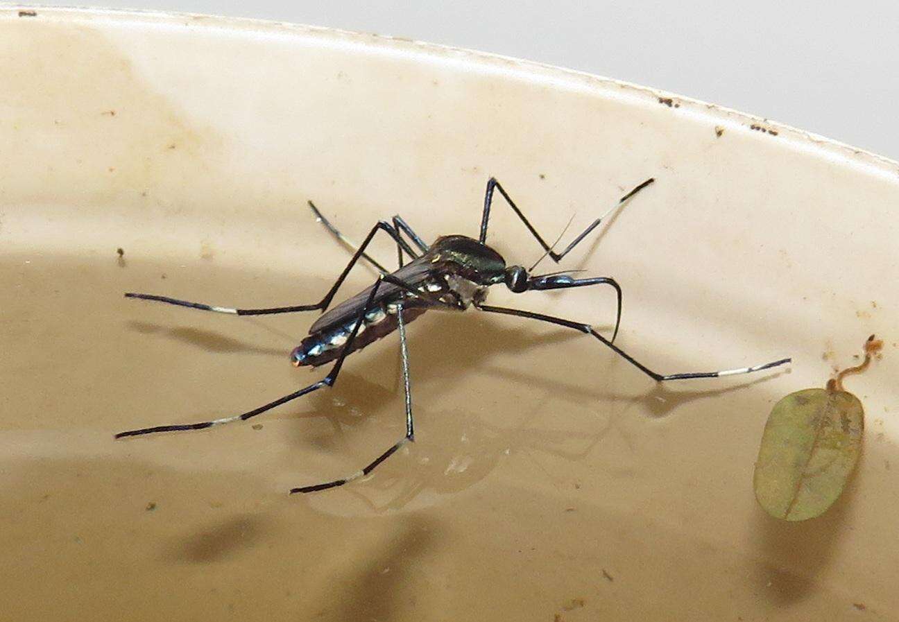 Image of Mosquito