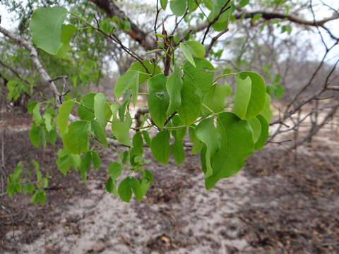 Image of Rhodesian copalwood