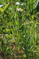 Image of Engelmann's aster