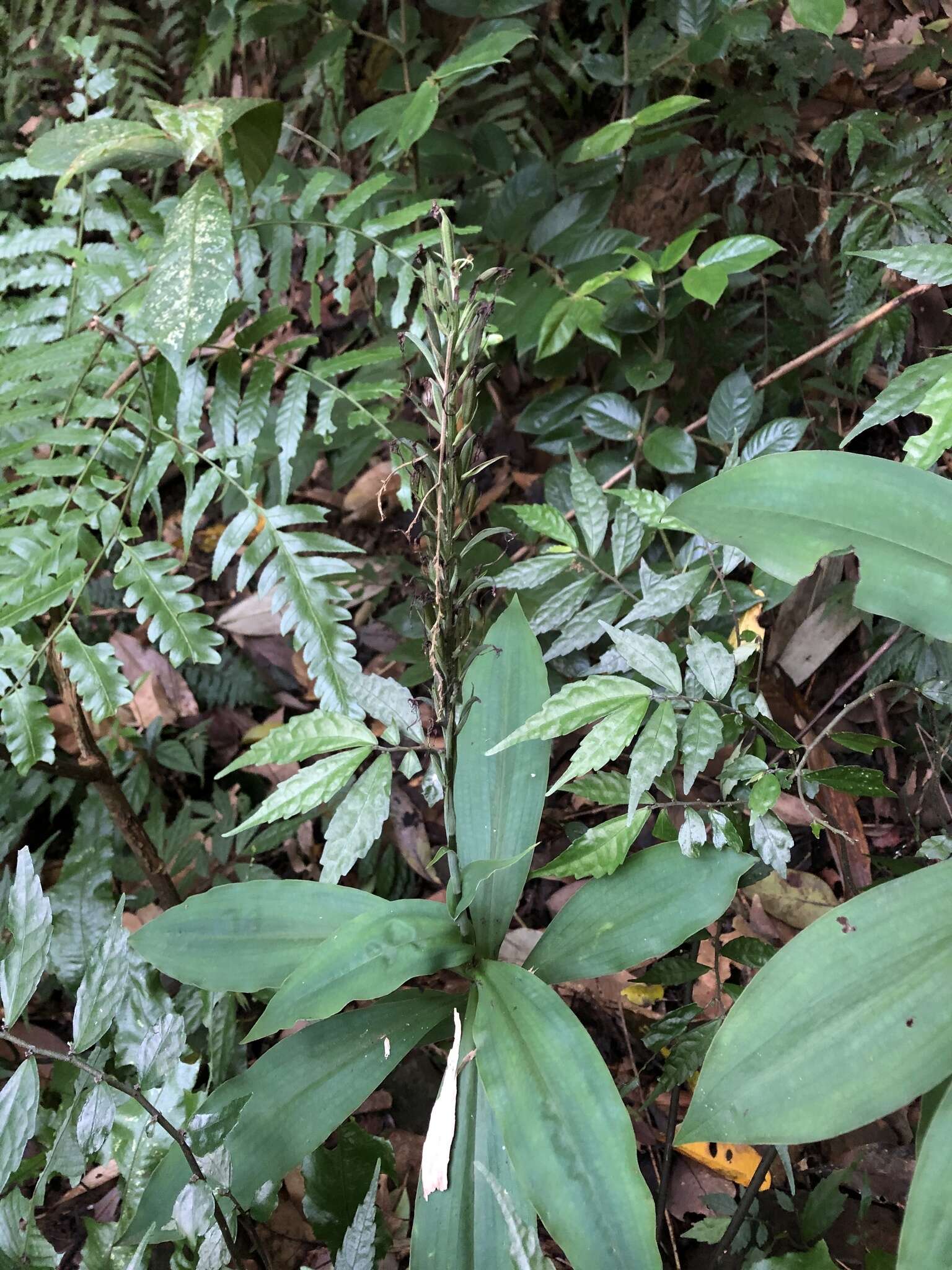 Habenaria pantlingiana Kraenzl. resmi