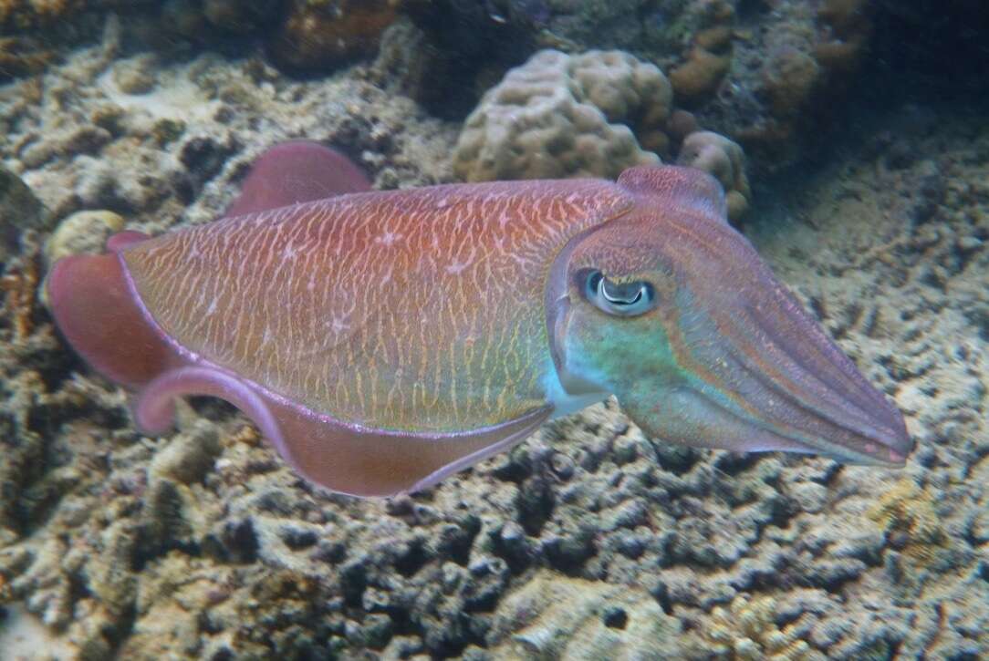 Image of Pharaoh Cuttlefish