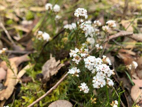 Image of Leucopogon virgatus var. virgatus