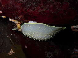 Image of Cadlina jannanicholsae Korshunova, Fletcher, Picton, Lundin, Kashio, N. Sanamyan, K. Sanamyan, Padula, Schrödl & Martynov 2020