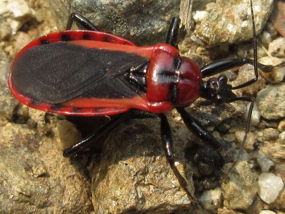 Image of Haematoloecha rufithorax (Breddin 1903)