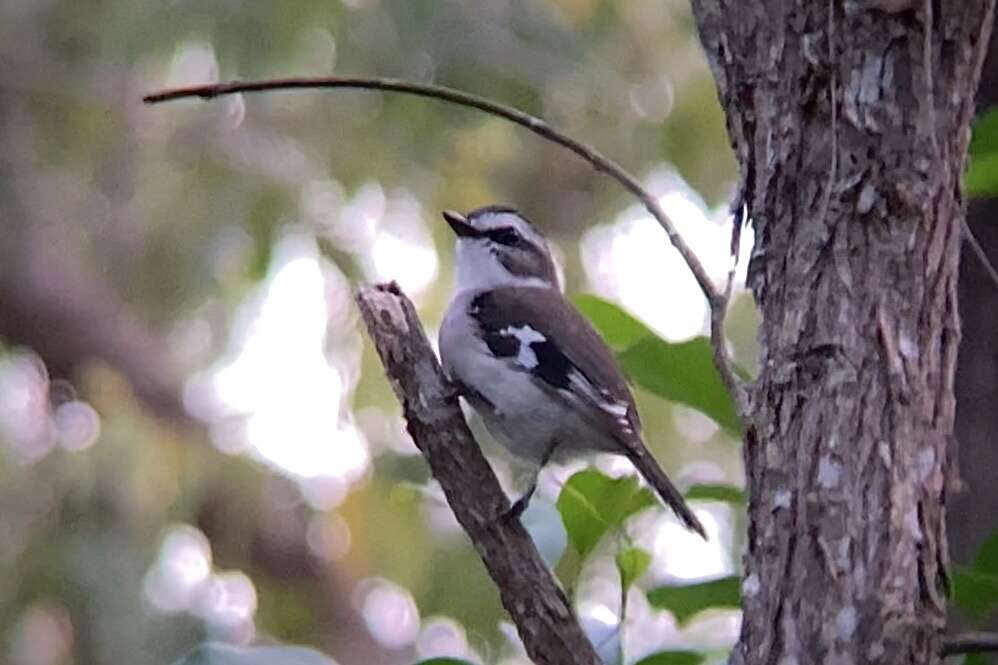 Image of White-browed Robin