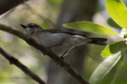 Image of Large-billed Gerygone