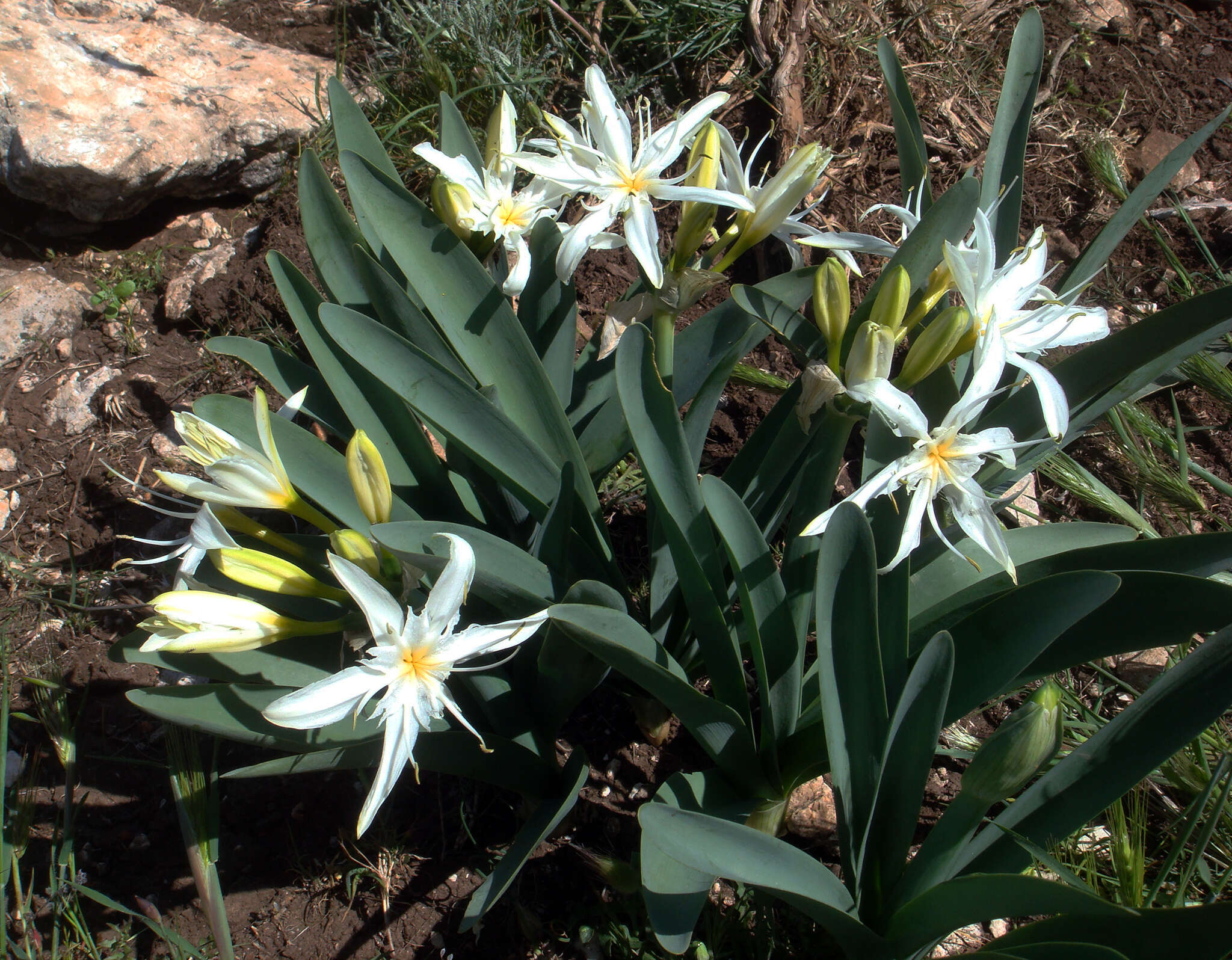 Imagem de Pancratium illyricum L.