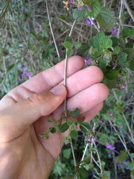 Image of Lantana megapotamica (Spreng.) Tronc.