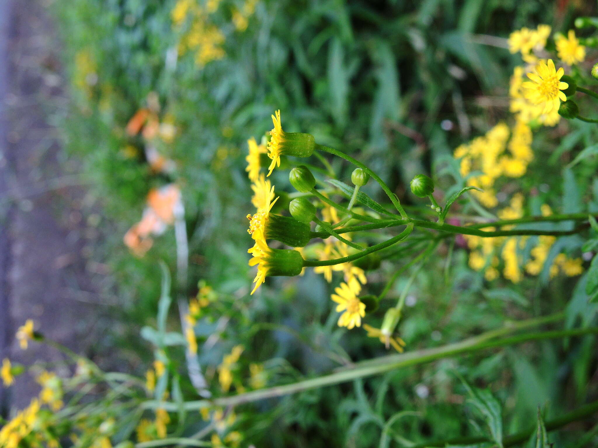 صورة Nemosenecio formosanus (Kitam.) B. Nord.