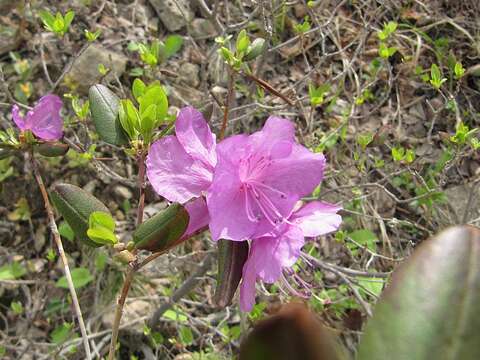 Image of Rhododendron mucronulatum subsp. sichotense (Pojark.) A. Khokhr.