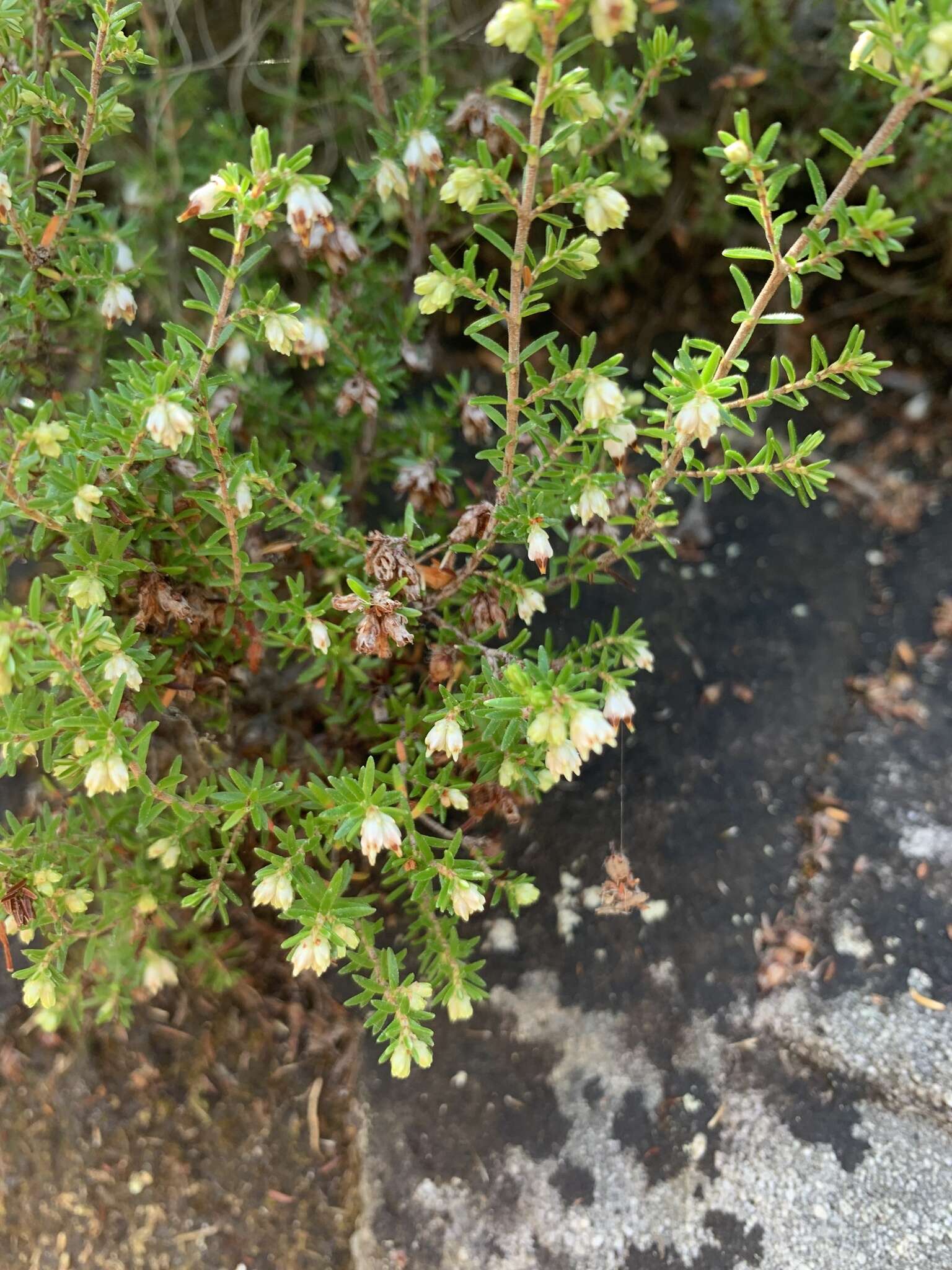 Image of Erica genistifolia Salisb.