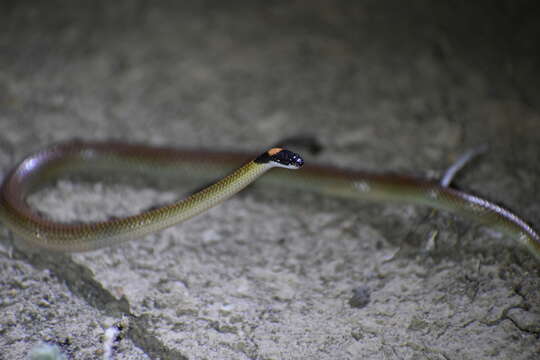 Image of Red-naped Snake