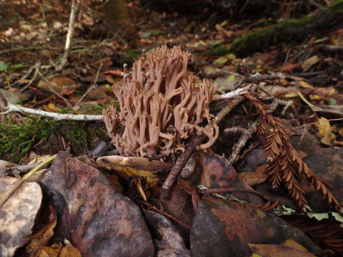 Ramaria violaceibrunnea (Marr & D. E. Stuntz) R. H. Petersen 1986的圖片