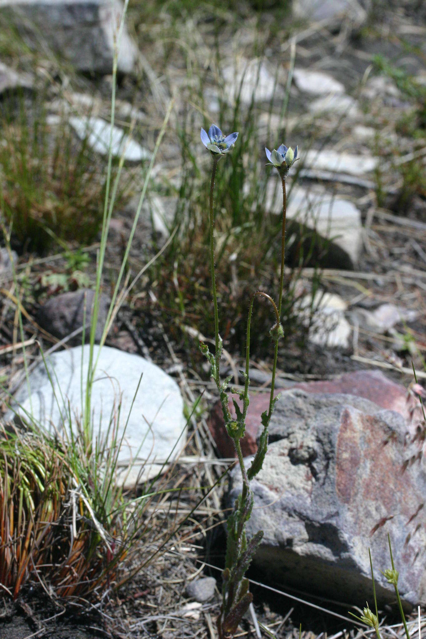 Image of Wahlenbergia capensis (L.) A. DC.