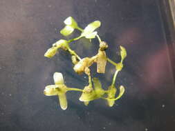 Image of Duckweed