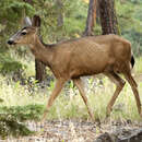 Image of Odocoileus hemionus hemionus (Rafinesque 1817)