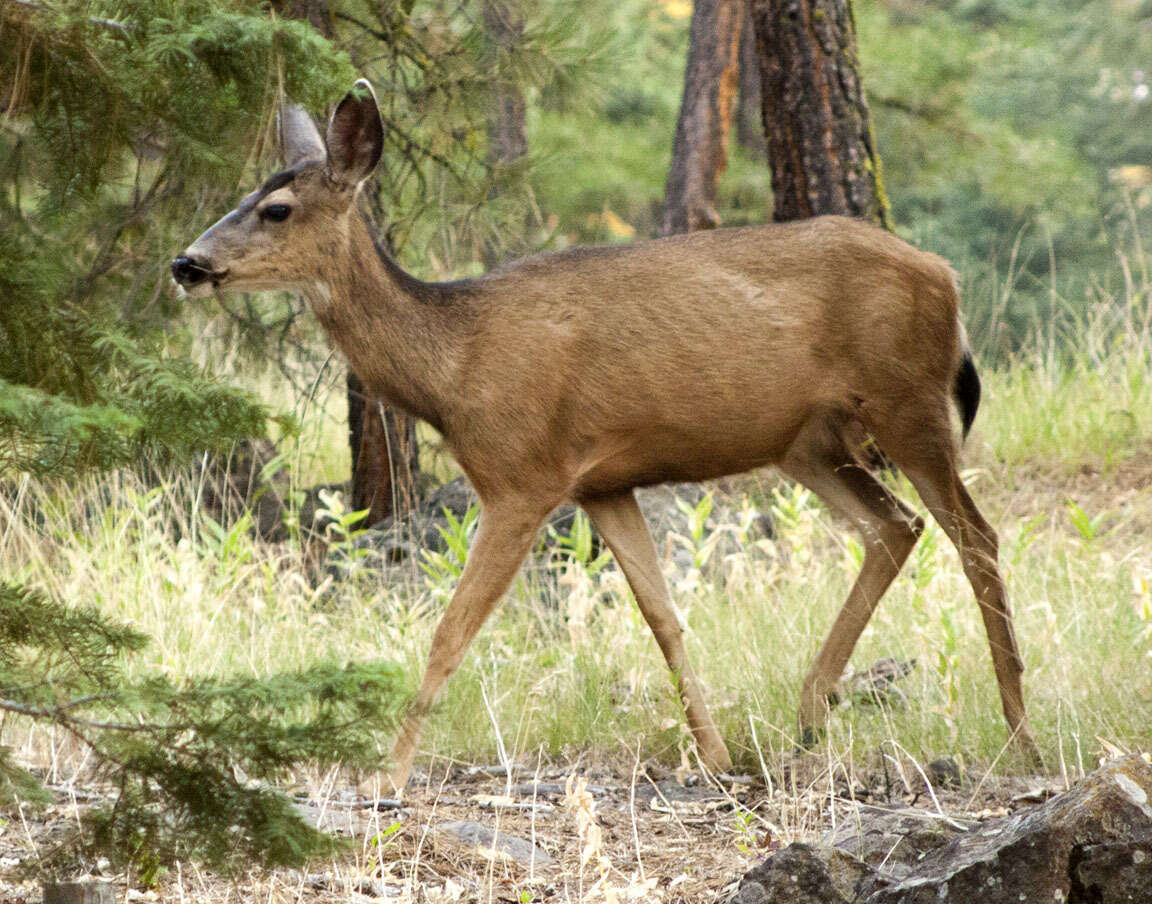 Image of Odocoileus hemionus hemionus (Rafinesque 1817)