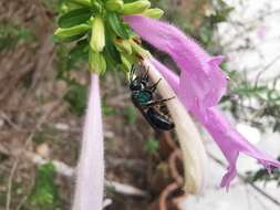 Image of Pseudaugochlora graminea (Fabricius 1804)