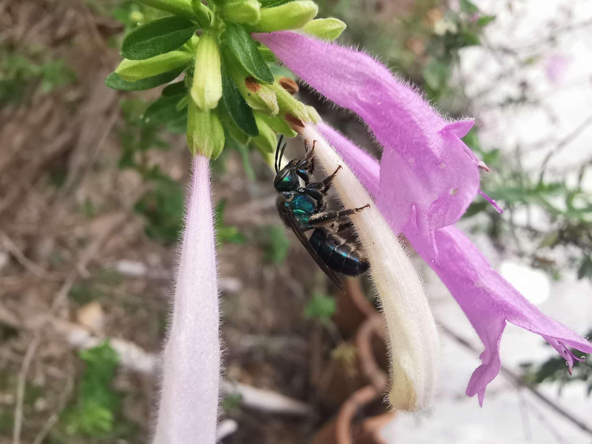 صورة Pseudaugochlora graminea (Fabricius 1804)