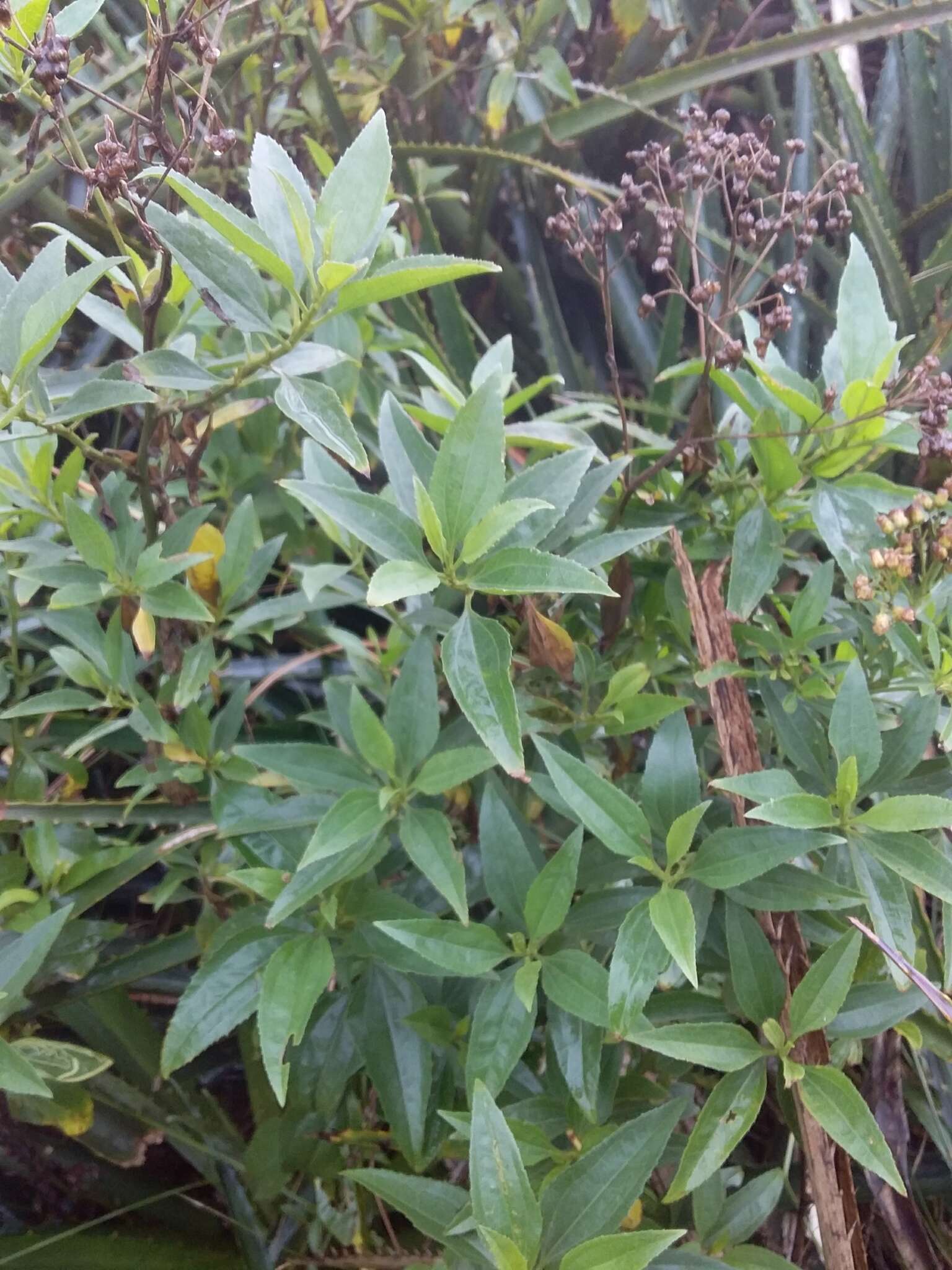 Image of Archibaccharis vulneraria (Baker) Heering ex Malag.