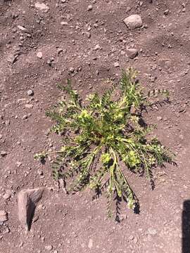 Image of Astragalus vagus (Clos) Reiche