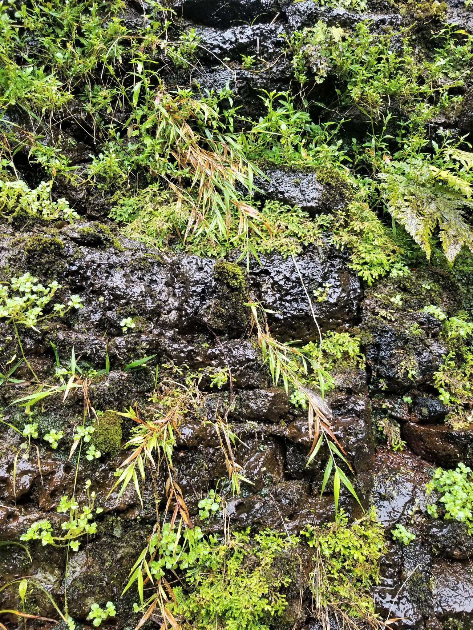 Image of Kauai Blood Grass