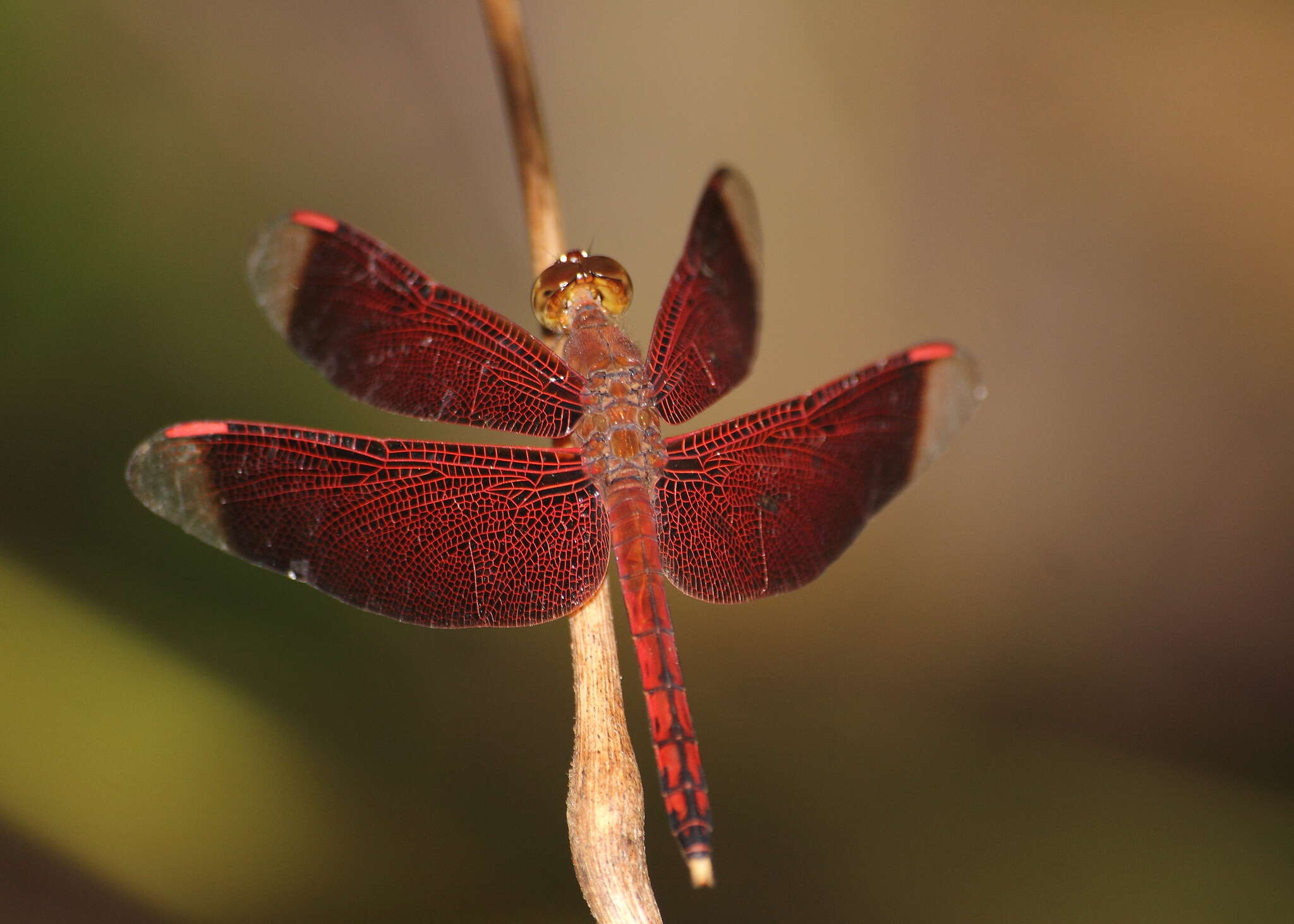 Image of Neurothemis terminata Ris 1911