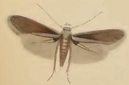 Image of <i>Coptotriche angusticollella</i> (Duponchel 1843) Duponchel 1843