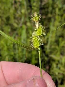 Image of greenstar sedge