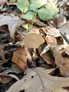 Image de Psathyrella albescens Hesler & A. H. Sm. 1972