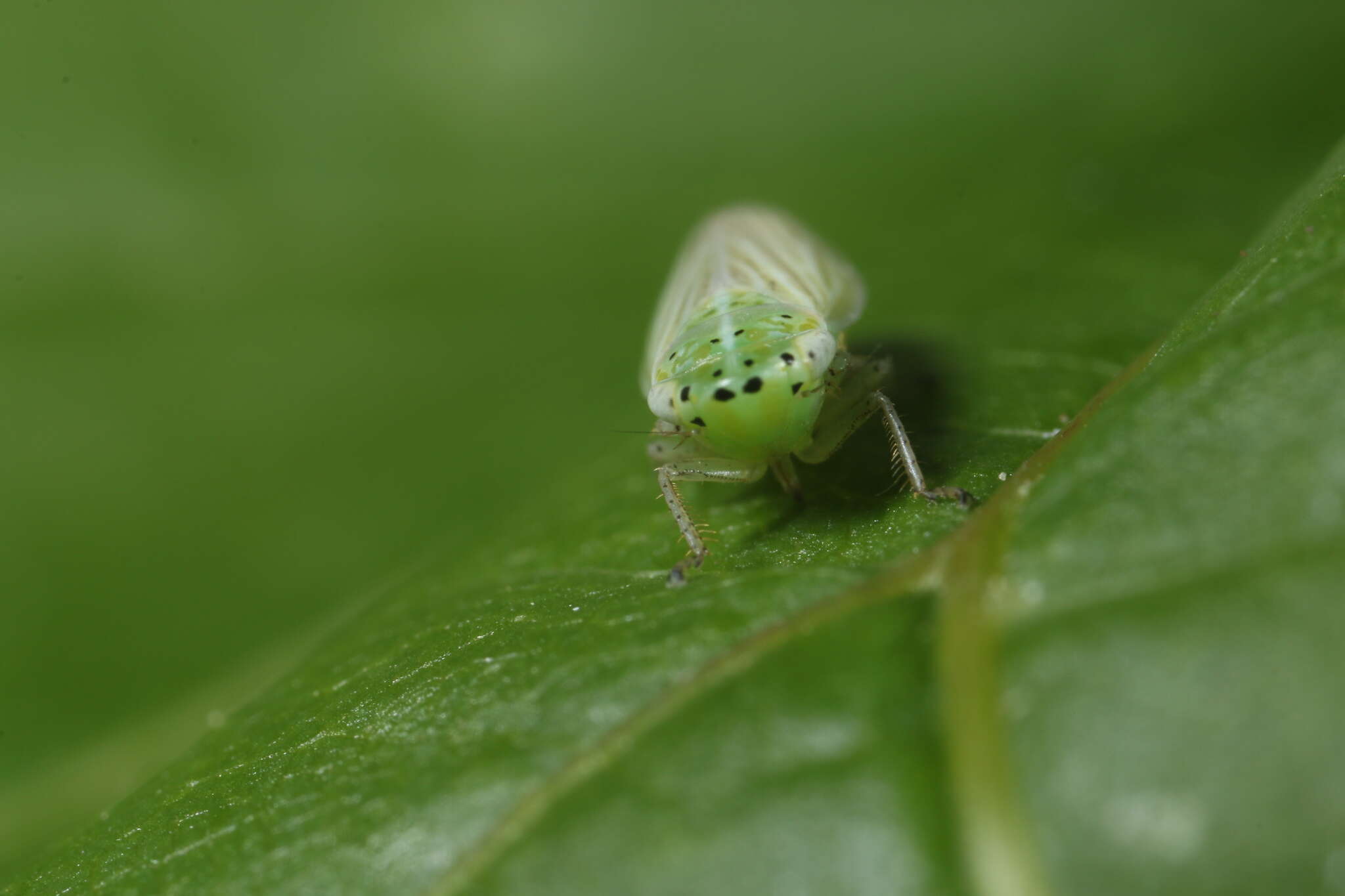 Plancia ëd Graphocraerus