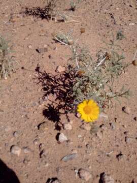 Image of Asteriscus graveolens (Forsk.) Less.