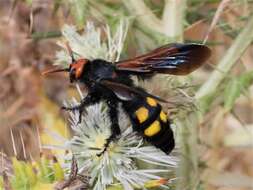 Image of Megascolia bidens (Linnaeus 1767)