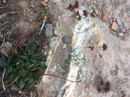 Image of Crassula atropurpurea (Haw.) D. Dietr.