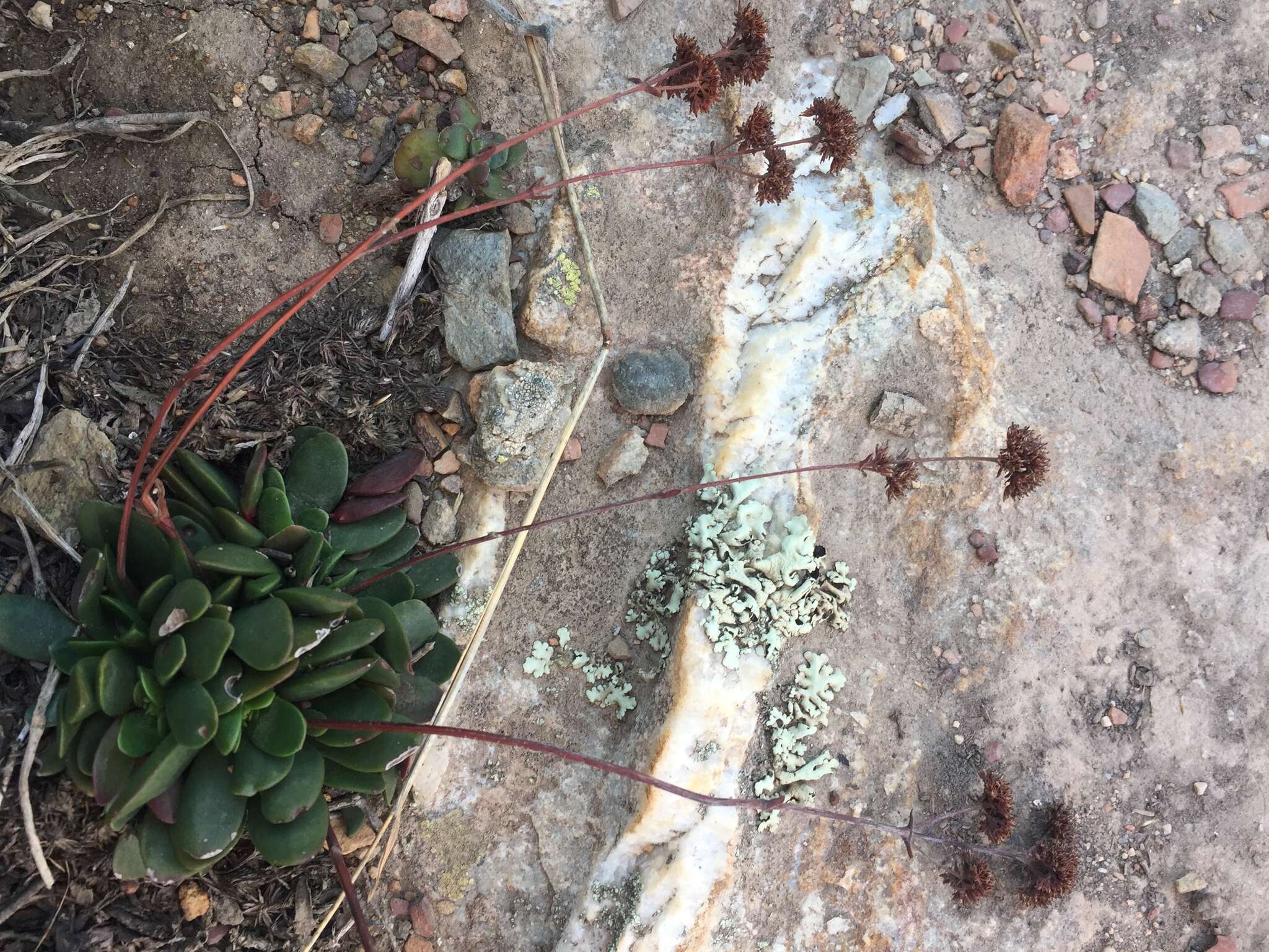 Image of Crassula atropurpurea (Haw.) D. Dietr.