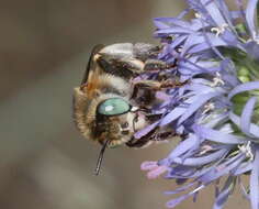 Image of Anthophora bimaculata (Panzer 1798)