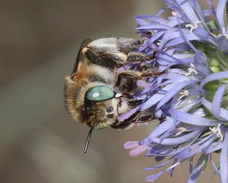 Image of Anthophora bimaculata (Panzer 1798)