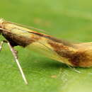 صورة Caloptilia alchimiella (Scopoli 1763)