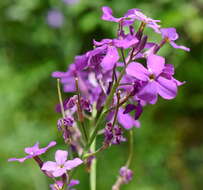 Imagem de Hesperis pycnotricha Borbás