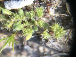 Image of Chorizanthe minutiflora R. Morgan, Styer & Reveal