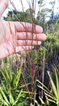 Imagem de Schizachyrium stoloniferum Nash