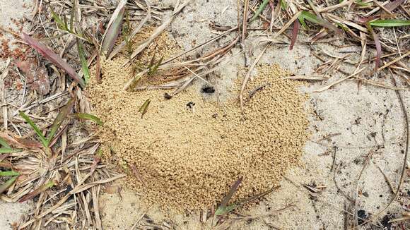 Image of Northern Fungus Farming Ant