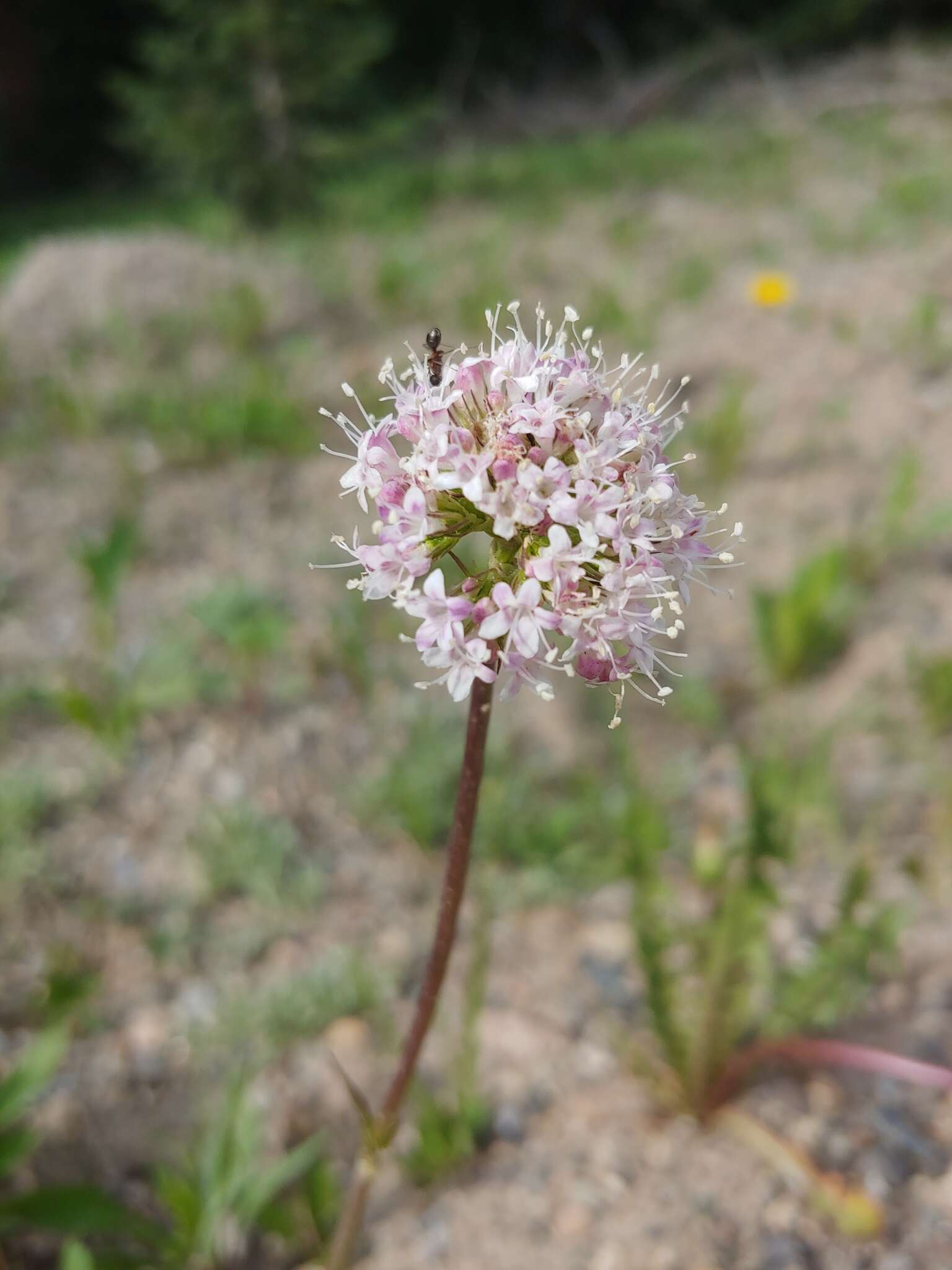 Image of Cordilleran Valerian