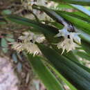 Imagem de Octomeria crassifolia Lindl.