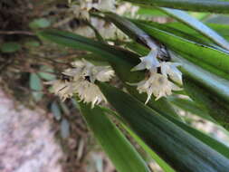 Image of Octomeria crassifolia Lindl.