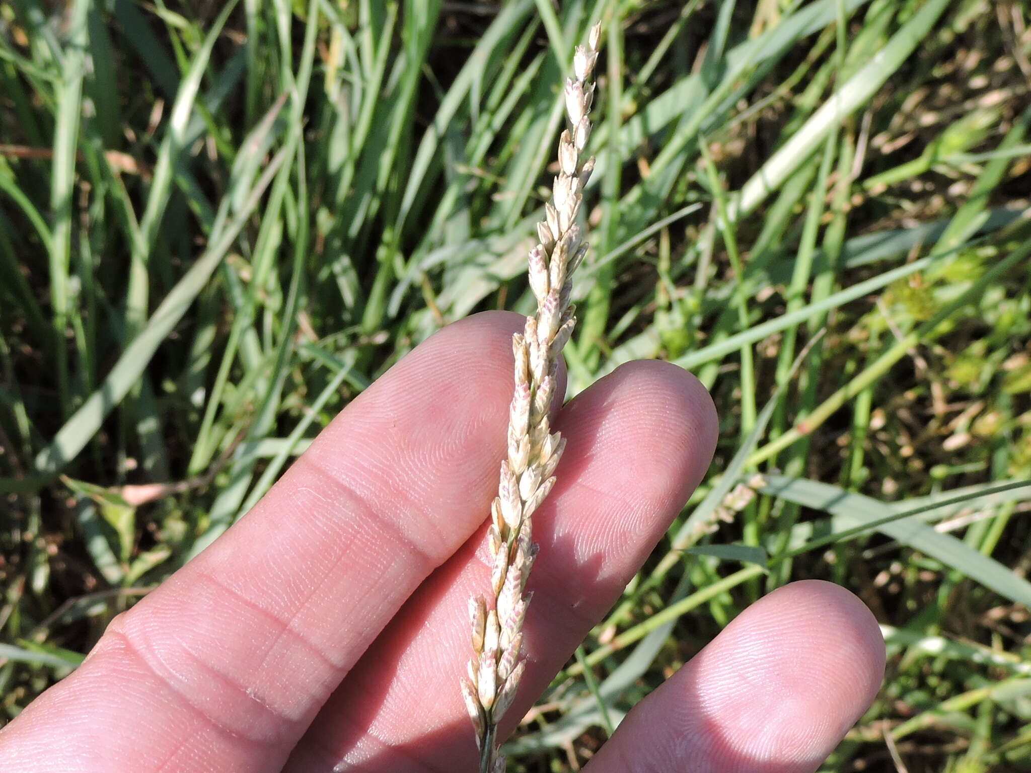 Image of White Fluff Grass